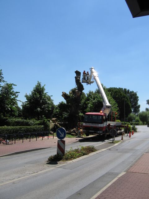 Friedhofslinde BW am 7.7.2010 001