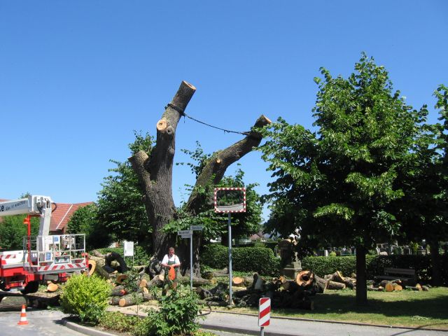 Friedhofslinde BW am 7.7.2010 004